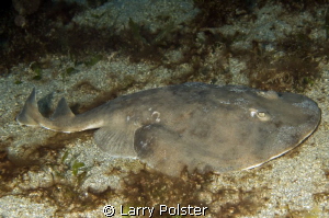 Electric Ray on night dive by Larry Polster 